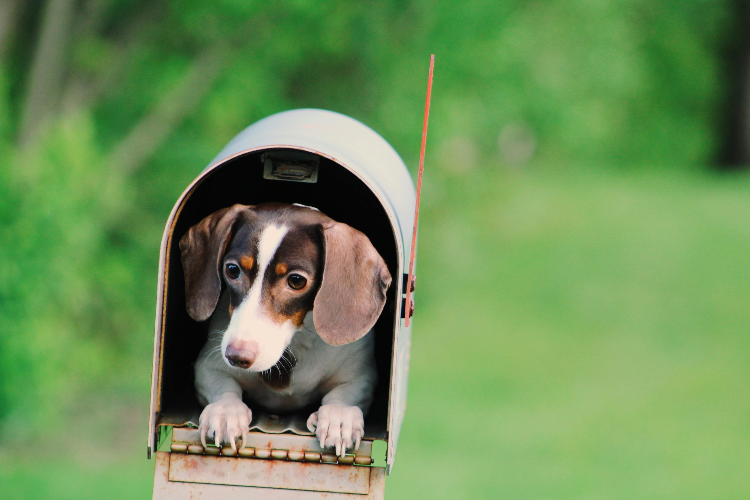 A locked mailbox with a shield emblem, guarded by a dog